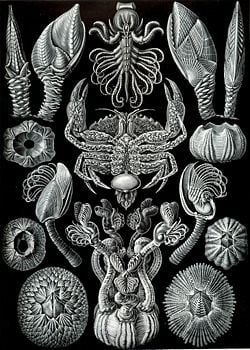Haeckel Cirripedia.jpg