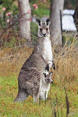 Female Eastern Grey Kangaroo with joey