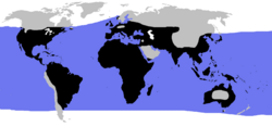 blue: sea turtles, black: land turtles