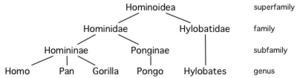Hominoid taxonomy 4.png