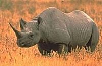 Black Rhinoceros, Diceros bicornis