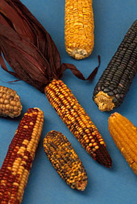 Cultivars of maize
