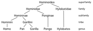 Hominoid taxonomy 5.png