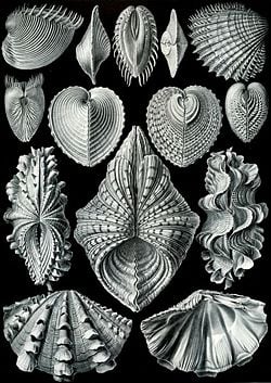 "Acephala" from Ernst Haeckel's Kunstformen der Natur, 1904
