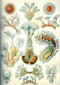 "Bryozoa," from Ernst Haeckel's Kunstformen der Natur, 1904