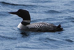 Common loon or great northern diver Gavia immer