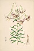 Lilium polyphyllum.jpg