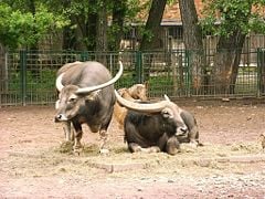 Two asiatic water buffalos in zoo tierpark friedrichsfelde berlin germany.jpg