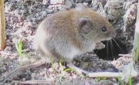 The bank vole (Myodes glareolus) lives in woodland areas in Europe and Asia.