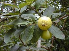 Apple guava (Psidium guajava)