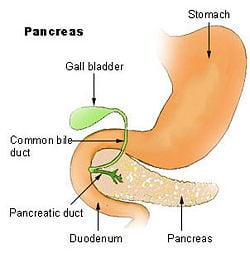 Illu pancrease.jpg