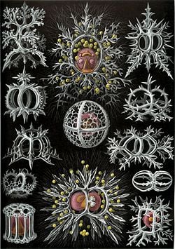 Plate from Ernst Haeckel's 1904 Kunstformen der Natur (Artforms of Nature), showing radiolarians belonging to the superfamily Stephoidea.