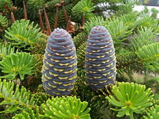 Korean Fir (Abies koreana) cone and foliage