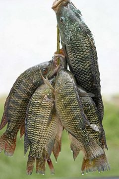 Nile tilapia (Oreochromis niloticus niloticus)