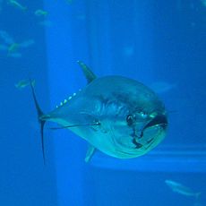 Thunnus orientalis (Pacific bluefin tuna)