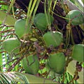 Florida Keys Coconut Palm.jpg