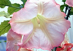 A flowering Brugmansia x insignis from the US Botanic Garden
