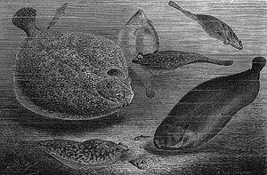 19th c. engraving depicting several types of flatfish
