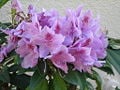 Rhododendron2.jpg