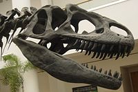 Replica of Allosaurus skull (San Diego Natural History Museum).