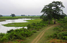Flooded grasslands in Kaziranga National Park