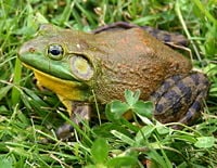 Bullfrog, Lithobates catesbeianus