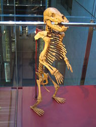 Standing skeleton of juvenile cave bear