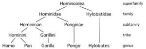 Hominoid taxonomy 6.png