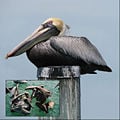Florida Keys Pelican.jpg
