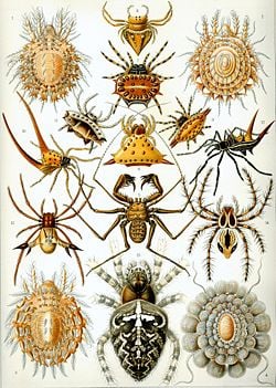 "Arachnida" from Ernst Haeckel's Kunstformen der Natur, 1904