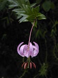 Lilium wardii.jpg