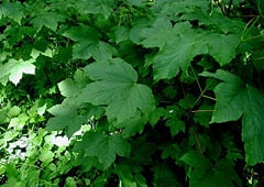Sycamore Maple leaves