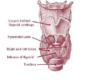 Illu08 thyroid.jpg