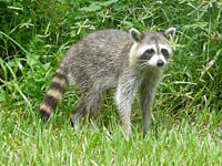 Common raccoon (P. lotor)